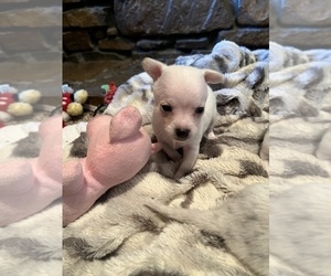 Chihuahua Puppy for sale in SHERMAN, TX, USA
