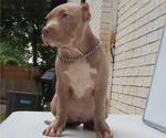 Small #2 American Bully