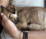 Small #5 Chihuahua Mix