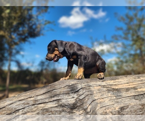 Medium Photo #7 Catahoula Leopard Dog Puppy For Sale in CUMBY, TX, USA