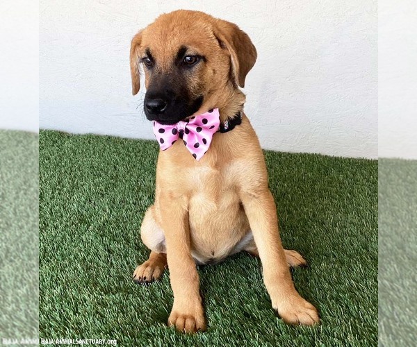 Medium Photo #3 Shepradors Puppy For Sale in San Diego, CA, USA