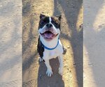 Small Photo #1 Boston Terrier-Unknown Mix Puppy For Sale in phoenix, AZ, USA