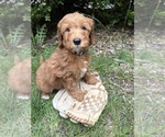 Small #3 Goldendoodle (Miniature)