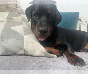 Dachshund-Rottweiler Mix Dogs for adoption in Orlando, FL, USA