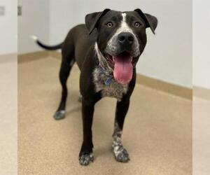 Medium American Pit Bull Terrier Mix
