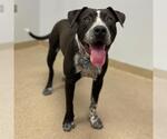 Small American Pit Bull Terrier Mix