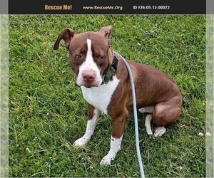 Labrador Retriever-Unknown Mix Dogs for adoption in Benton, PA, USA
