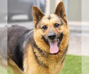 German Shepherd Dog Dogs for adoption in Camarillo, CA, USA