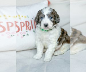 Bernedoodle (Miniature) Puppy for sale in HUNTERTOWN, IN, USA