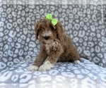 Small #2 Cavapoo (Miniature)