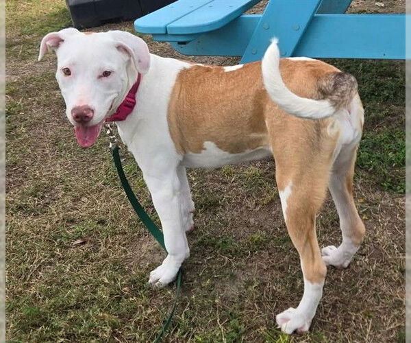 Medium Photo #1 American Pit Bull Terrier-Unknown Mix Puppy For Sale in Ocala, FL, USA