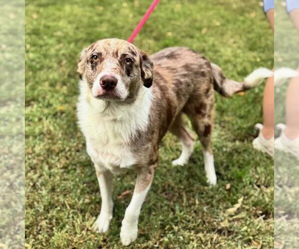 Medium Photo #4 Australian Shepherd-Unknown Mix Puppy For Sale in Yardley, PA, USA