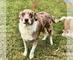 Small #3 Australian Shepherd Mix