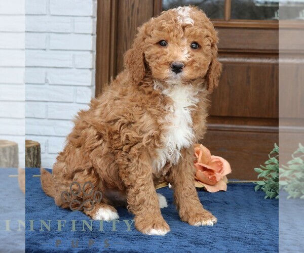 Medium Photo #2 Goldendoodle (Miniature) Puppy For Sale in NARVON, PA, USA