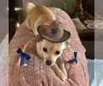 Small Photo #2 Chihuahua Puppy For Sale in GEORGETOWN, TX, USA