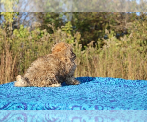 Medium Photo #7 ShihPoo Puppy For Sale in DYERSBURG, TN, USA
