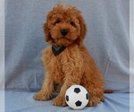 Small Photo #1 Cockapoo Puppy For Sale in MILLERSBURG, OH, USA
