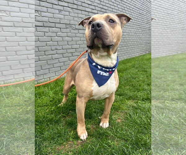 Medium Photo #4 Staffordshire Bull Terrier-Unknown Mix Puppy For Sale in Germantown, OH, USA