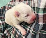 Small Photo #15 Great Pyrenees Puppy For Sale in MOUNT AIRY, NC, USA