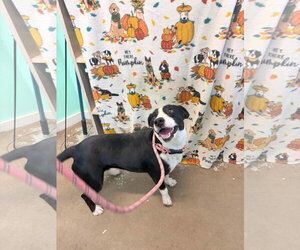Zadie- Mrs personality - Female Border Collie-Unknown Mix Dog for Adoption - Photo #6