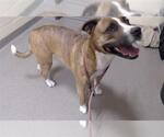Small Bullboxer Pit