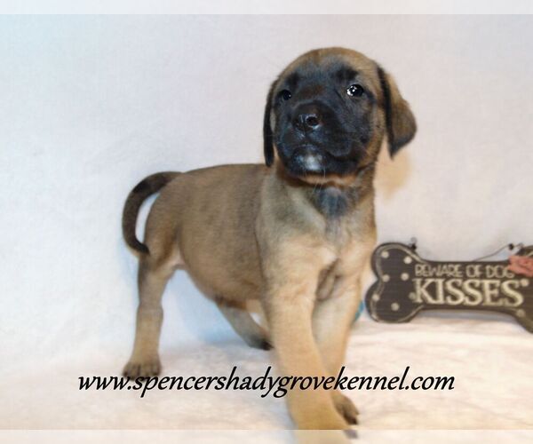 Medium Photo #7 Mastiff Puppy For Sale in CABOOL, MO, USA