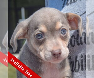 Feist Terrier-Italian Greyhound Mix Dogs for adoption in Huntley, IL, USA
