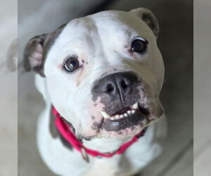 American Pit Bull Terrier-Unknown Mix Dogs for adoption in Jefferson, WI, USA