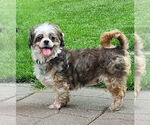 Small Shih Tzu