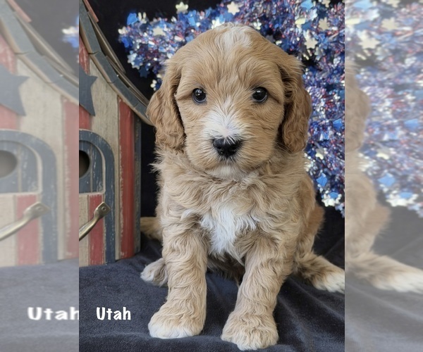 Medium Photo #1 Australian Labradoodle Puppy For Sale in WASH, NC, USA