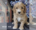 Image preview for Ad Listing. Nickname: Litter of 7