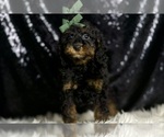 Small Photo #37 Poodle (Miniature) Puppy For Sale in WARSAW, IN, USA