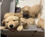 Small Photo #2 Golden Retriever Puppy For Sale in SMITHVILLE, TX, USA
