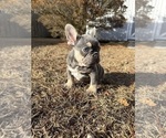 Small #7 French Bulldog