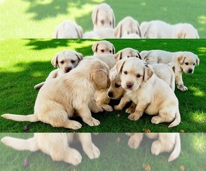 Golden Labrador Puppy for sale in BUCKEYE, AZ, USA