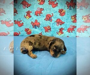 Dachshund Puppy for sale in WINNSBORO, LA, USA