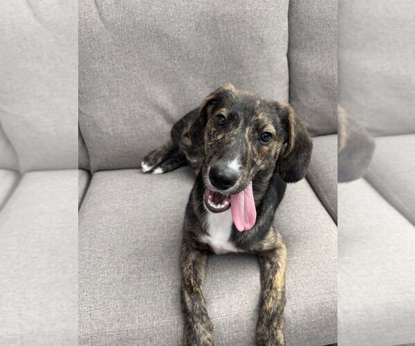 Medium Photo #3 Mutt Puppy For Sale in Boston, MA, USA