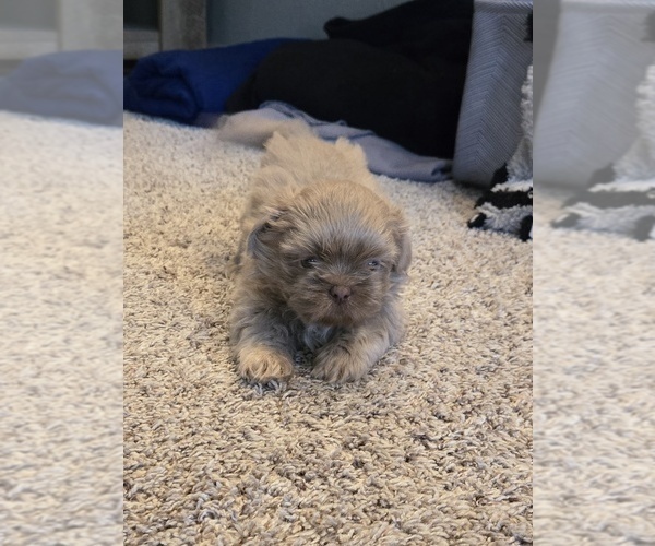 Medium Photo #2 Shih Tzu Puppy For Sale in CARLYLE, IL, USA