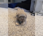 Small #1 Shih Tzu