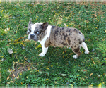 Small Photo #24 French Bulldog Puppy For Sale in ADRIAN, MI, USA