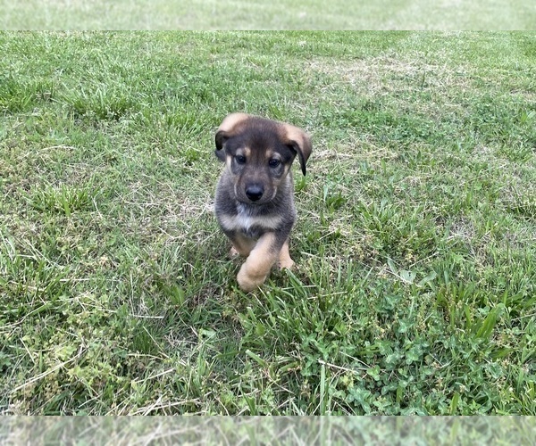 Medium Photo #5 German Shepherd Dog Puppy For Sale in HUNTERSVILLE, NC, USA