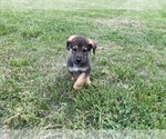Small Photo #5 German Shepherd Dog Puppy For Sale in HUNTERSVILLE, NC, USA