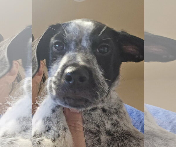 Medium Photo #3 Pointer-Unknown Mix Puppy For Sale in Castle Rock, CO, USA