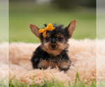 Small #5 Yorkshire Terrier