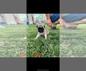 Pug Puppy for sale in LEMOORE, CA, USA