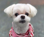 Small Maltese
