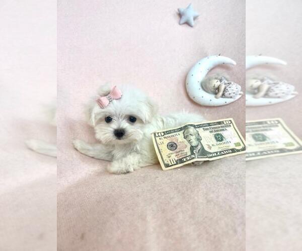 Medium Photo #14 Maltese Puppy For Sale in MIAMI, FL, USA