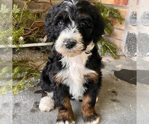 Bernedoodle-Poodle (Standard) Mix Puppy for sale in CONESTOGA, PA, USA