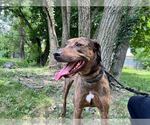 Small Catahoula Leopard Dog Mix