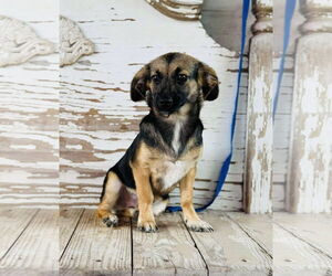 Chiweenie Dogs for adoption in Rockaway, NJ, USA